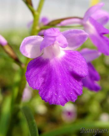 アワチドリ・夢ちどり 蘭裕園 Ranyuen