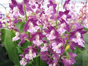 エビネ 蘭裕園 Ranyuen