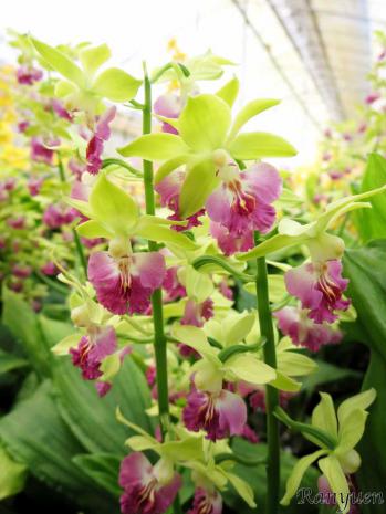 エビネ 蘭裕園 Ranyuen