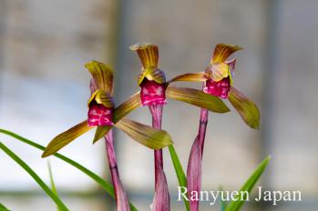 春蘭 蘭裕園 Ranyuen