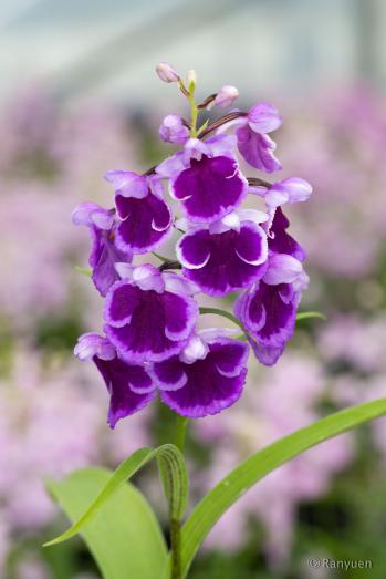 アワチドリ・夢ちどり 蘭裕園 Ranyuen