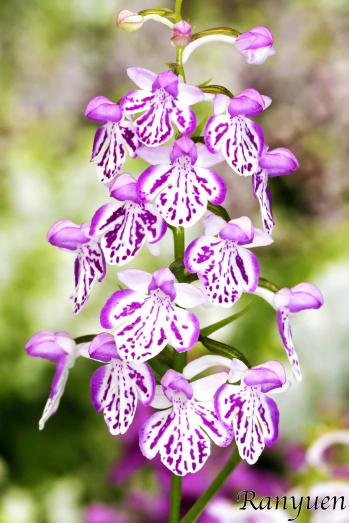 アワチドリ・夢ちどり 蘭裕園 Ranyuen