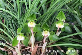 春蘭 蘭裕園 Ranyuen