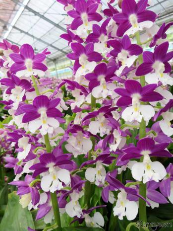 エビネ 蘭裕園 Ranyuen