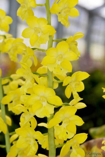 エビネ 蘭裕園 Ranyuen