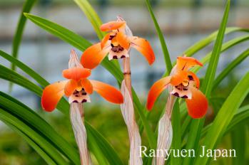 春蘭 蘭裕園 Ranyuen