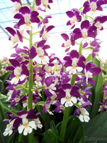 エビネ 蘭裕園 Ranyuen