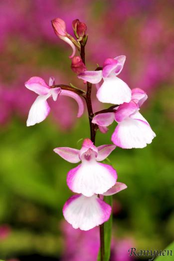 アワチドリ・夢ちどり 蘭裕園 Ranyuen