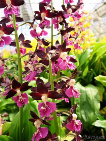 エビネ 蘭裕園 Ranyuen