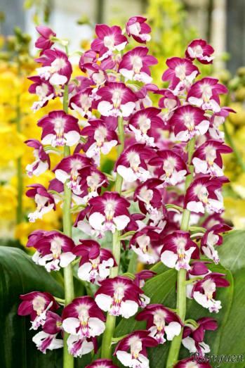 エビネ 蘭裕園 Ranyuen