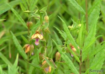 カキラン 蘭裕園 Ranyuen