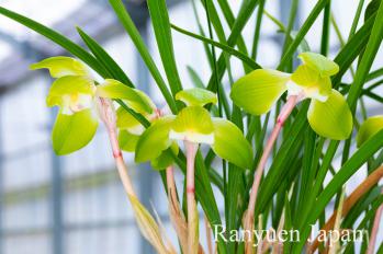 春蘭 蘭裕園 Ranyuen