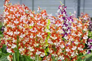 エビネ 蘭裕園 Ranyuen