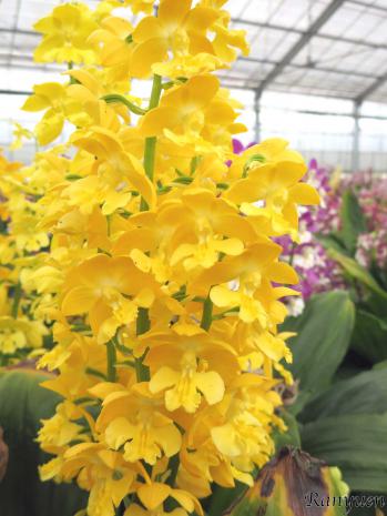 エビネ 蘭裕園 Ranyuen