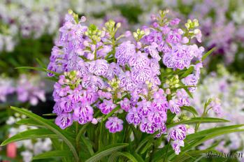 アワチドリ・夢ちどり 蘭裕園 Ranyuen