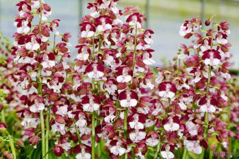 エビネ 蘭裕園 Ranyuen