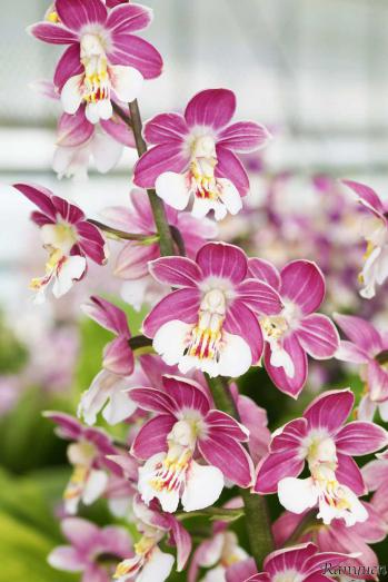 エビネ 蘭裕園 Ranyuen