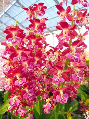 エビネ 蘭裕園 Ranyuen