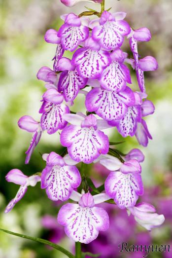 アワチドリ・夢ちどり 蘭裕園 Ranyuen