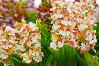 エビネ 蘭裕園 Ranyuen