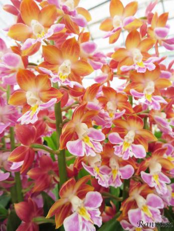 Calanthe Ranyuen