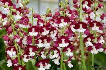 エビネ 蘭裕園 Ranyuen