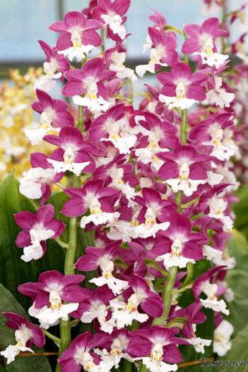 エビネ 蘭裕園 Ranyuen