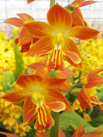 エビネ 蘭裕園 Ranyuen