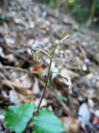 ヒメフタバラン 蘭裕園 Ranyuen