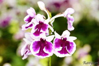 アワチドリ・夢ちどり 蘭裕園 Ranyuen