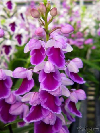 アワチドリ・夢ちどり 蘭裕園 Ranyuen