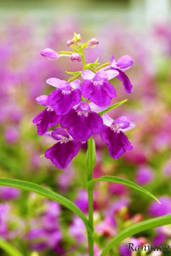 アワチドリ・夢ちどり 蘭裕園 Ranyuen