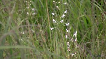 オオミズトンボ 蘭裕園 Ranyuen