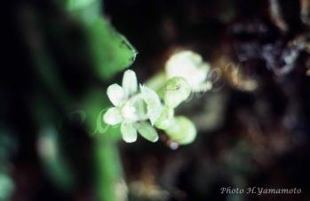 マツゲカヤラン 蘭裕園 Ranyuen