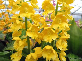 エビネ 蘭裕園 Ranyuen