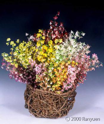 蘭裕園スタイル 蘭裕園 Ranyuen