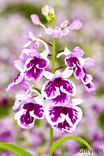 アワチドリ・夢ちどり 蘭裕園 Ranyuen