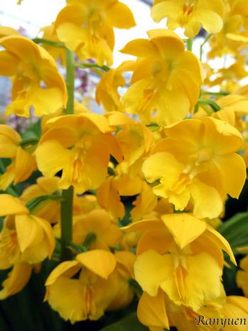 エビネ 蘭裕園 Ranyuen