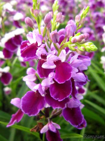 アワチドリ・夢ちどり 蘭裕園 Ranyuen