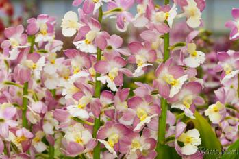 エビネ 蘭裕園 Ranyuen