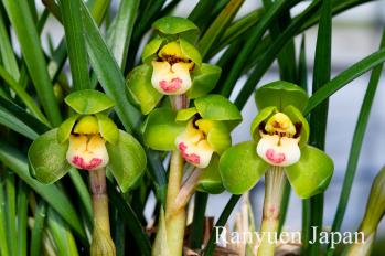 春蘭 蘭裕園 Ranyuen