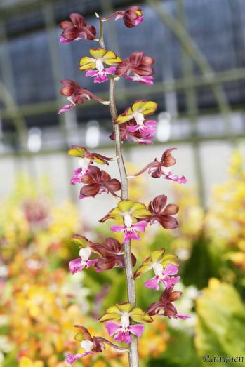 エビネ 蘭裕園 Ranyuen