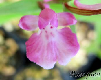 アワチドリ・夢ちどり 蘭裕園 Ranyuen