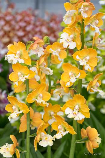 エビネ 蘭裕園 Ranyuen