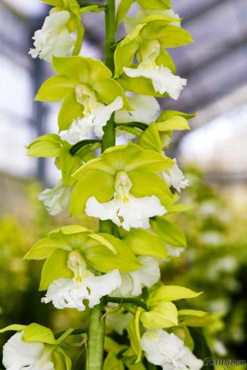 エビネ 蘭裕園 Ranyuen