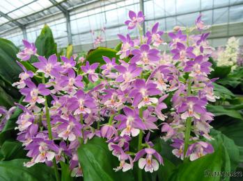 エビネ 蘭裕園 Ranyuen