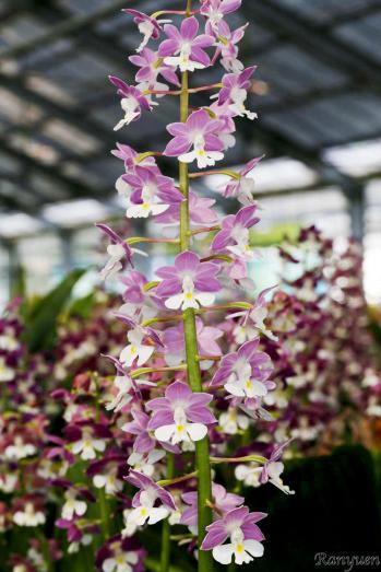 エビネ 蘭裕園 Ranyuen