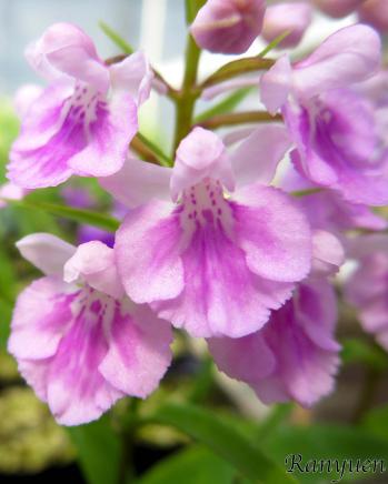 アワチドリ・夢ちどり 蘭裕園 Ranyuen