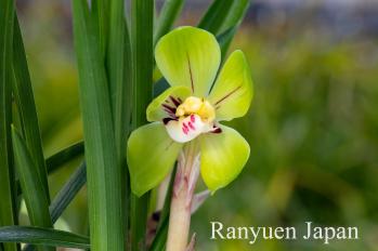 春蘭 蘭裕園 Ranyuen