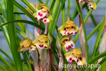 春蘭 蘭裕園 Ranyuen